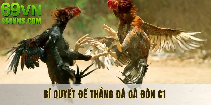 Bí quyết để thắng đá gà đòn C1 được chia sẻ từ chuyên gia
